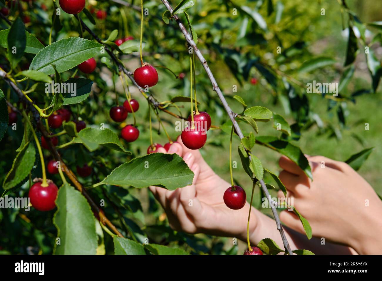 A woman's hand picks ripe red cherry berries from a branch. Cherry harvesting. The concept of organic healthy food Stock Photo