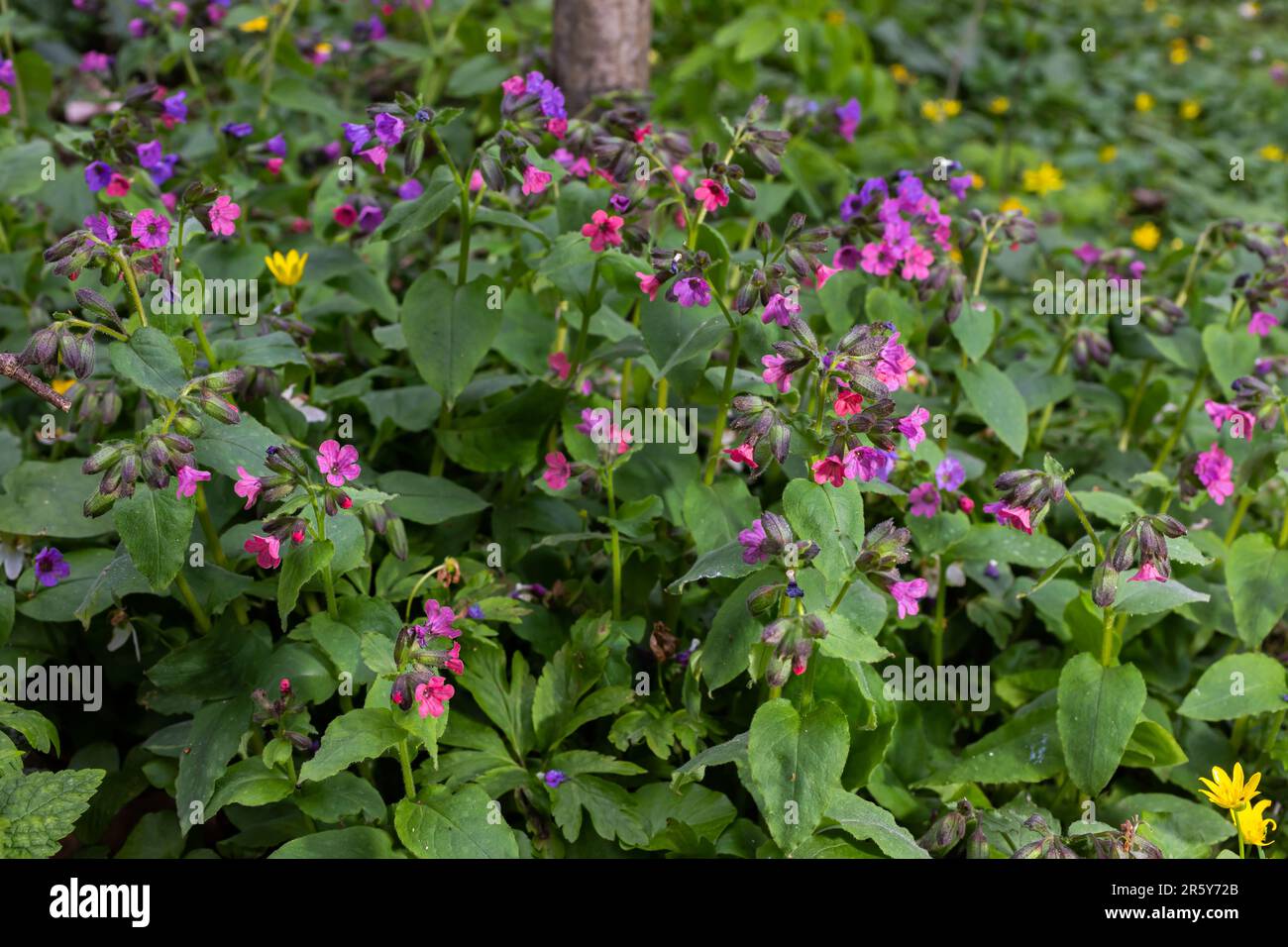 Blossom of bright Pulmonaria in spring. Lungwort. Flowers of different shades of violet in one inflorescence. Honey plant. The first spring flower. Pu Stock Photo