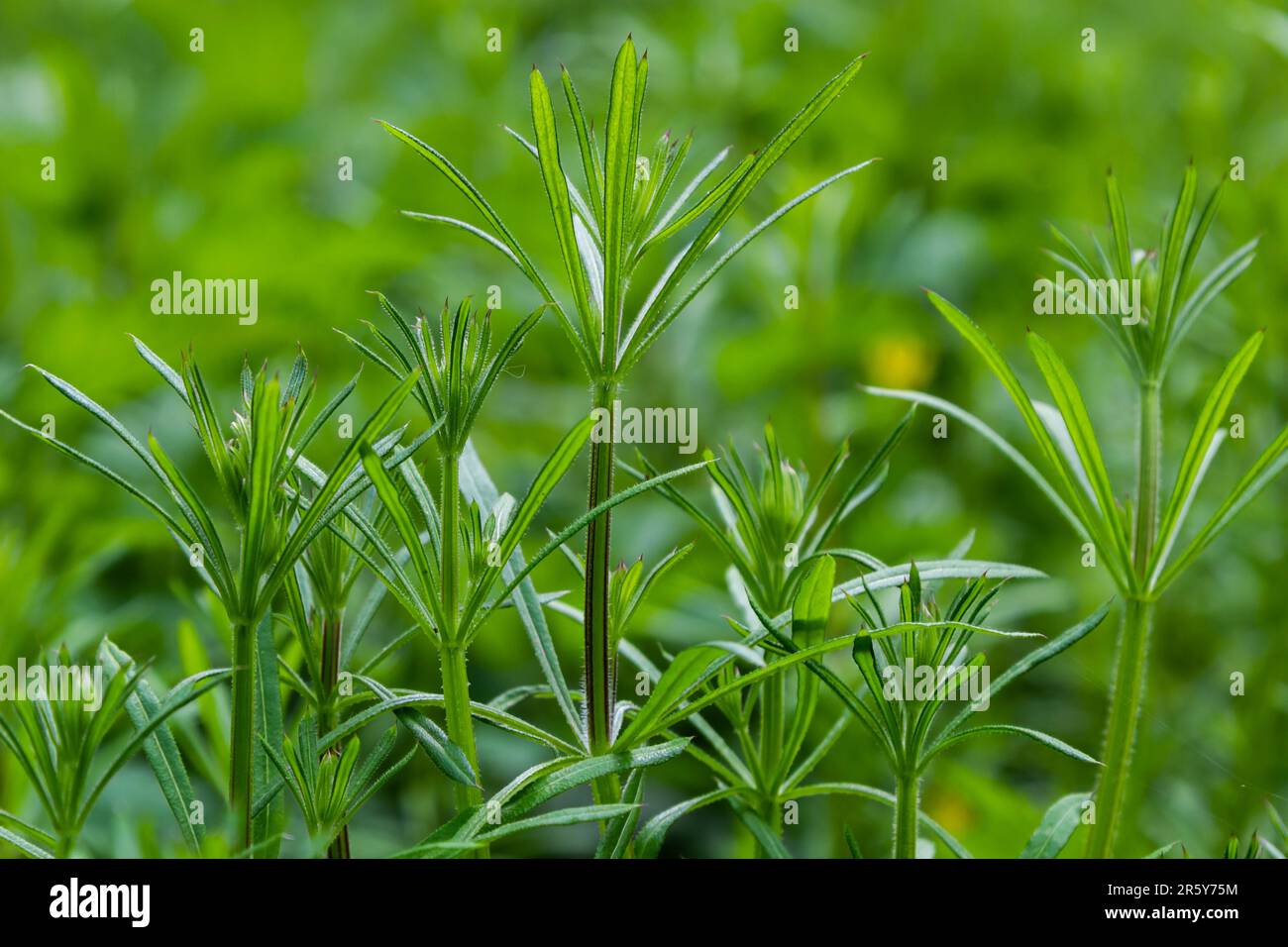 The Cleavers Galium aparine have been used in the traditional medicine for treatment of disorders of the diuretic, lymph systems and as a detoxifier. Stock Photo