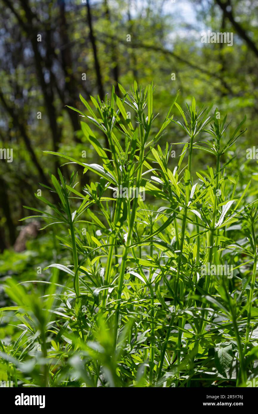 The Cleavers Galium aparine have been used in the traditional medicine