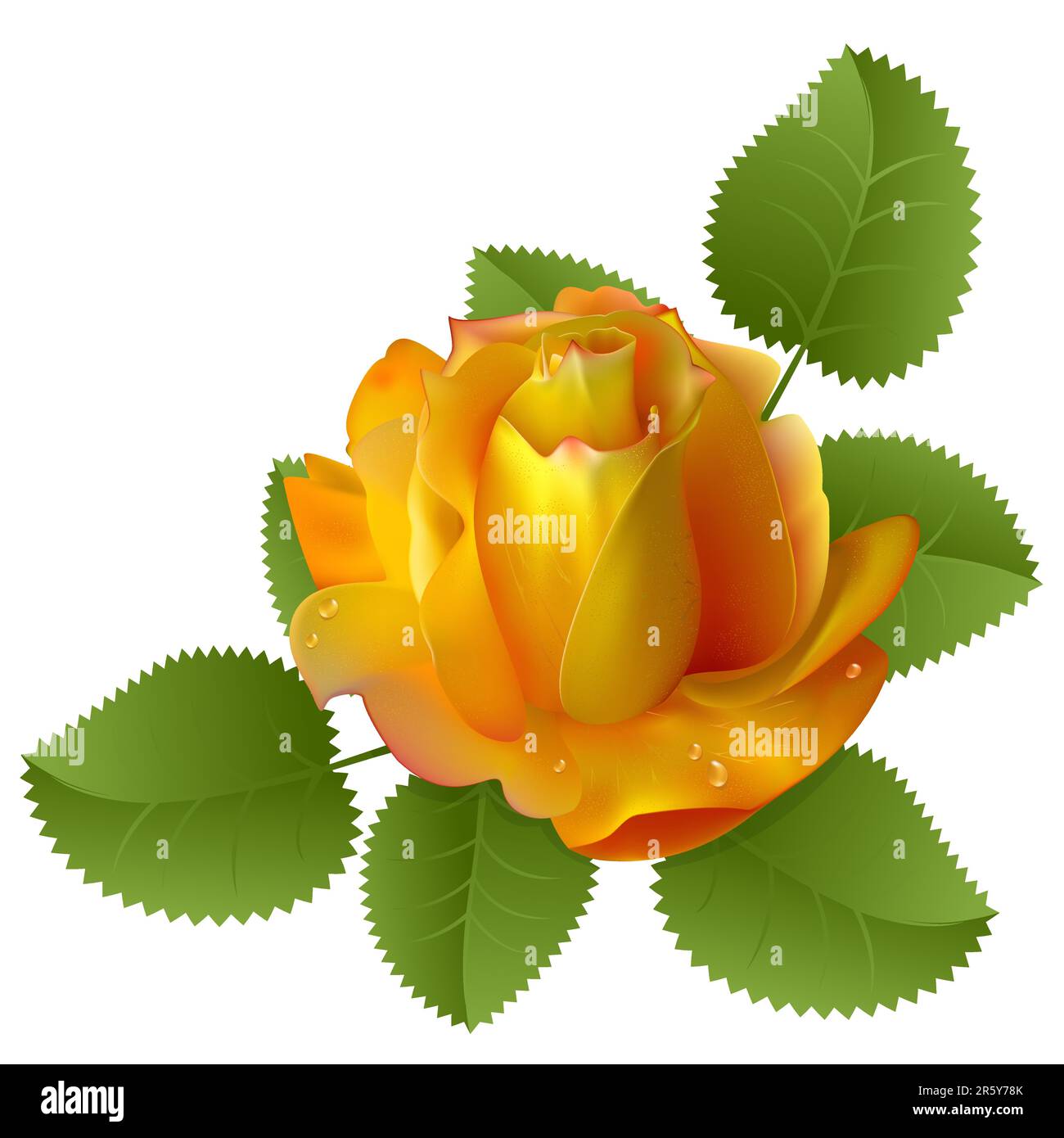 Yellow rose on a white background Stock Vector Image & Art Alamy