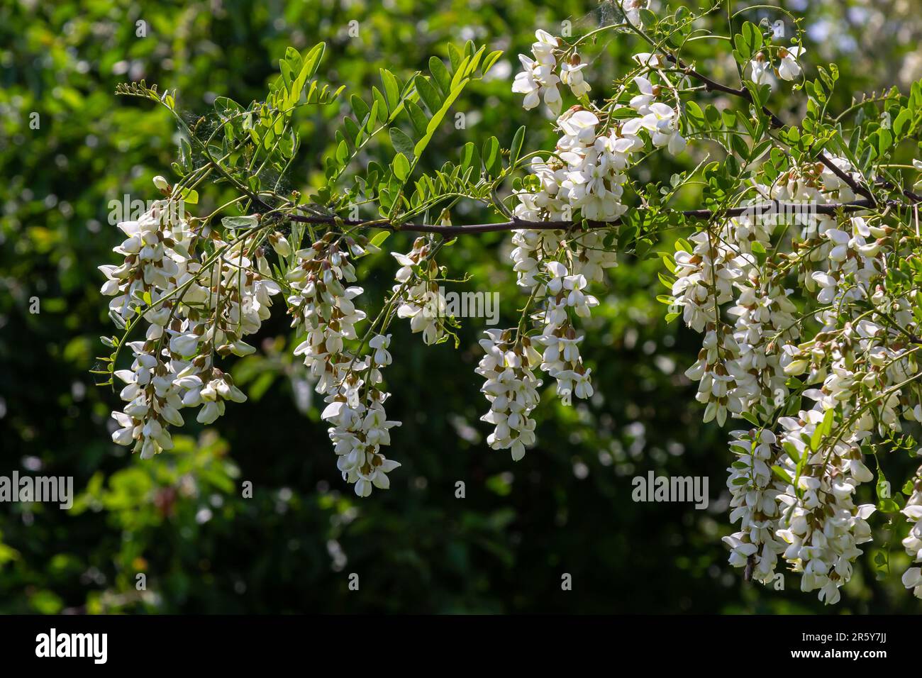 Abundant flowering acacia branch of Robinia pseudoacacia, false acacia, black locust close-up. Source of nectar for tender but fragrant honey. Locust Stock Photo