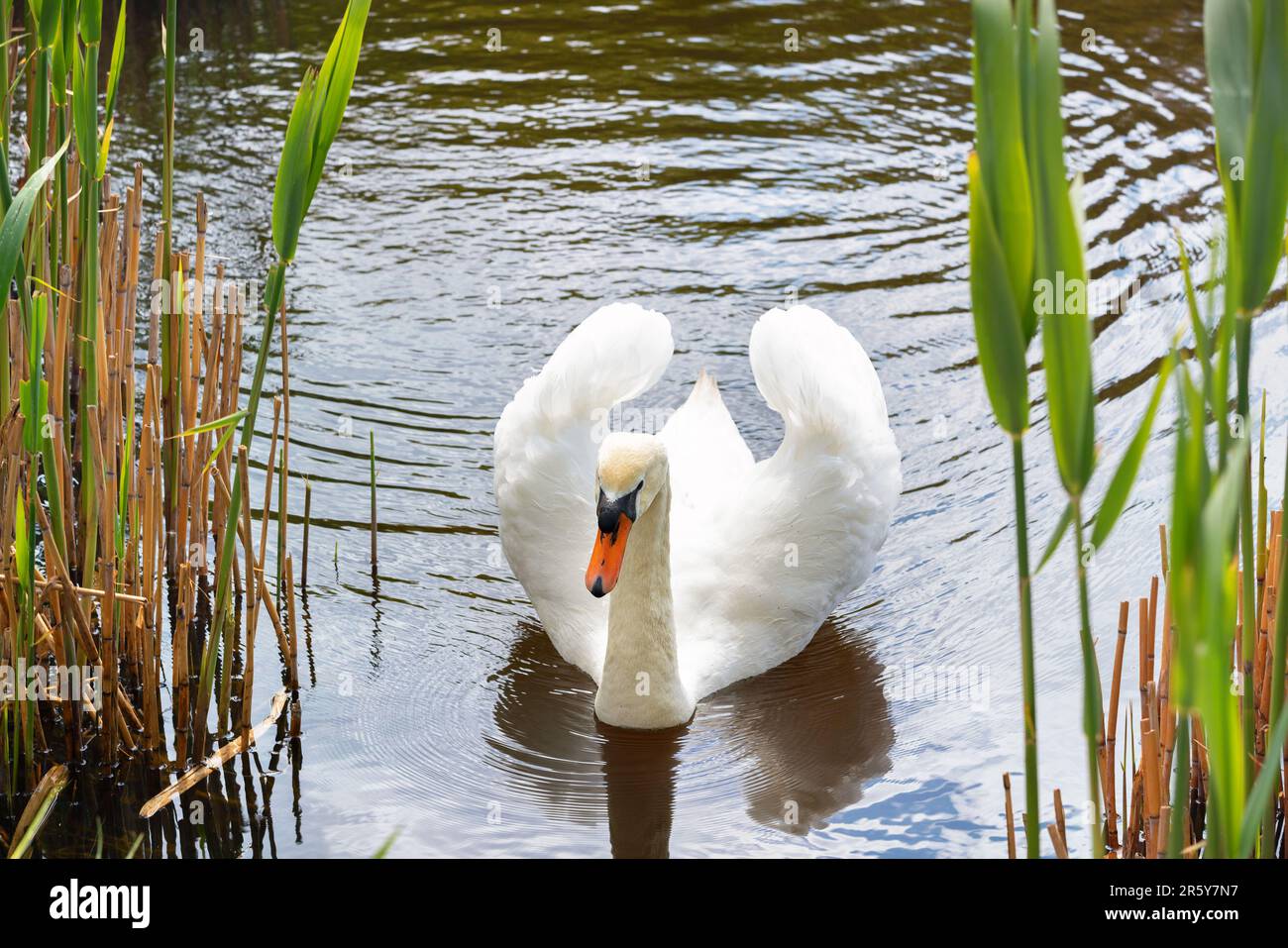 The white swan on the water surface of the lake guards its territory with its wings slightly spread. Wild bird in nature. Stock Photo