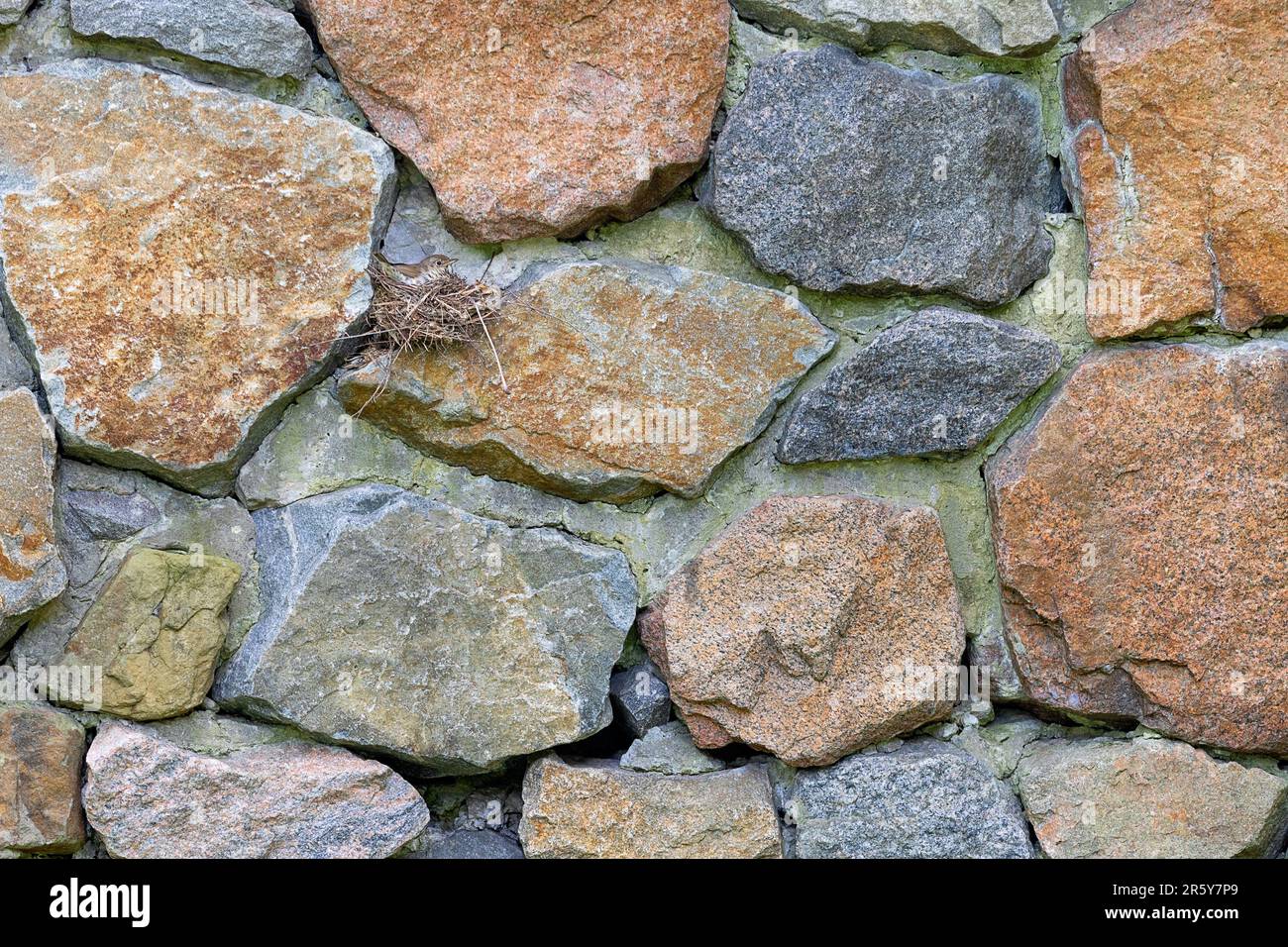 A small bird sits on a twisted nest between the stones of a stone wall paved with large cobblestones. Copy space. Stock Photo