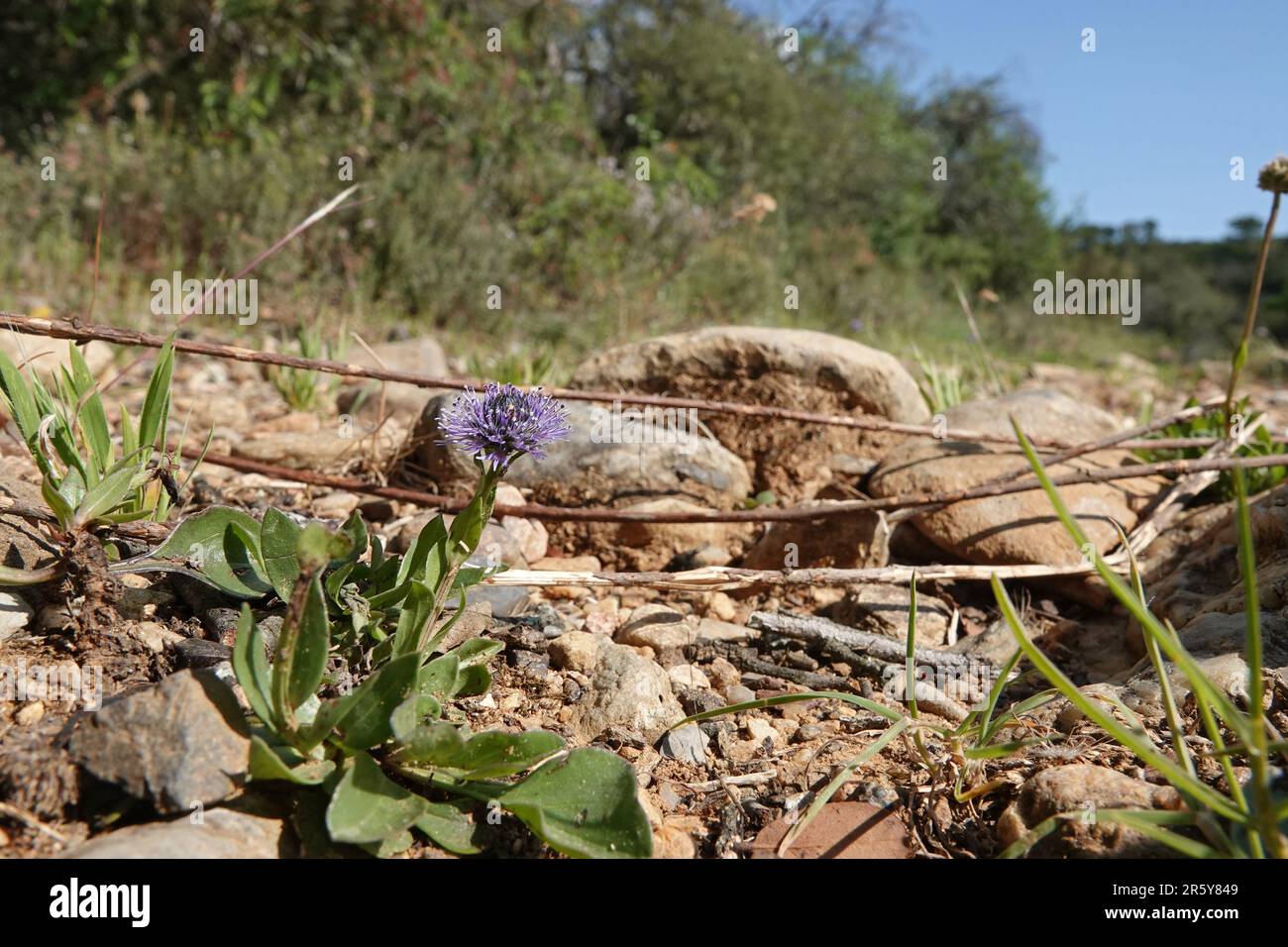 Natural low angle closeup on a Mediterranean common ball flower, Globularia bisnagarica Stock Photo