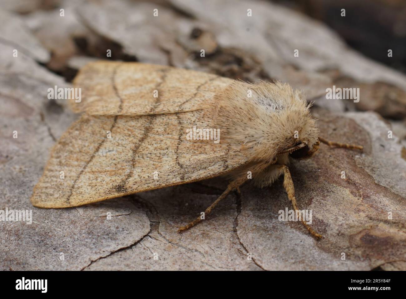 Detailed closeup on the orange colored Treble Lines owlet moth, Charanyca trigrammica on wood Stock Photo