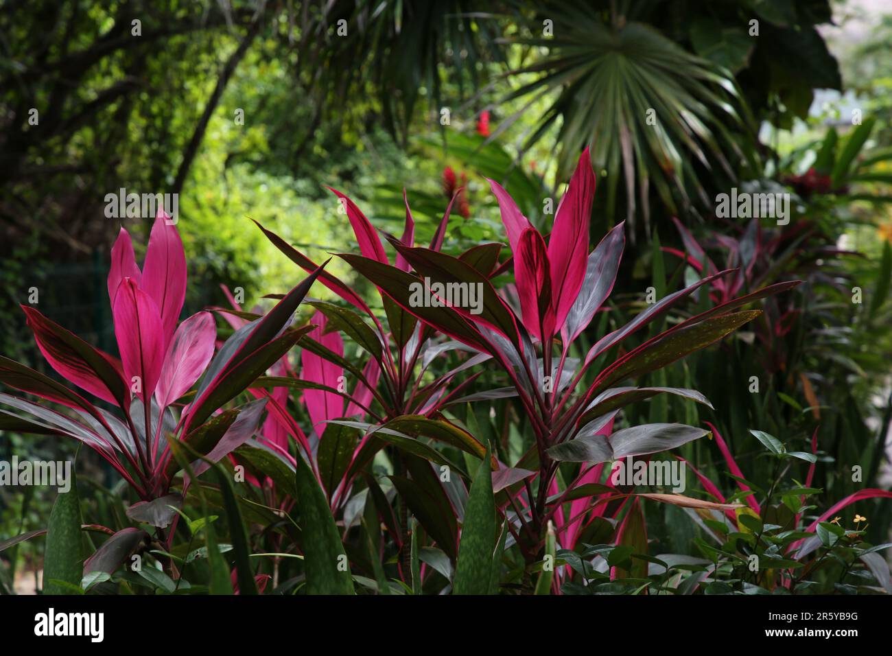 Beautiful cordyline shrubs and exotic plants with green leaves outdoors Stock Photo