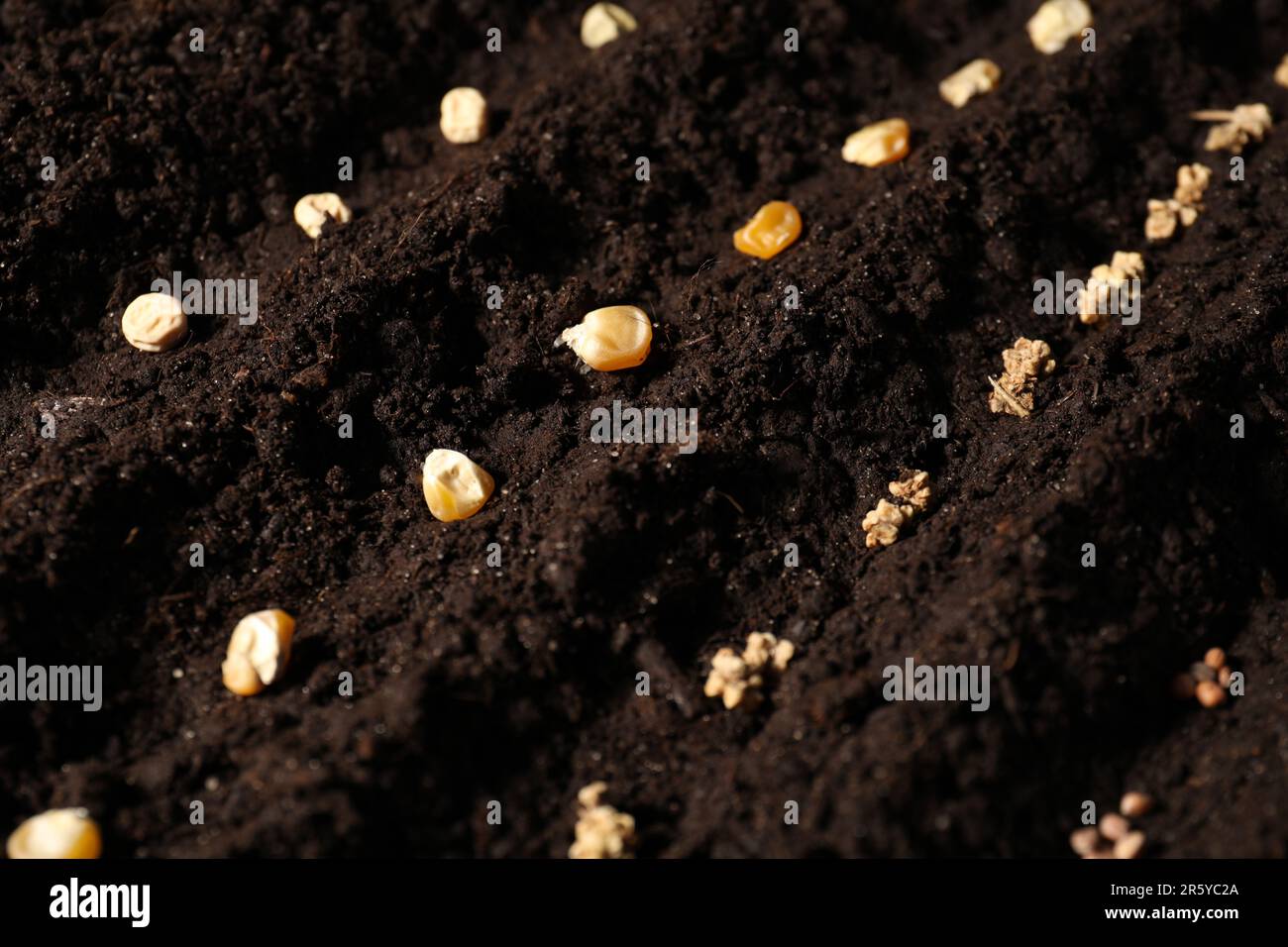 Pea seeds planting on hi-res stock photography and images - Alamy