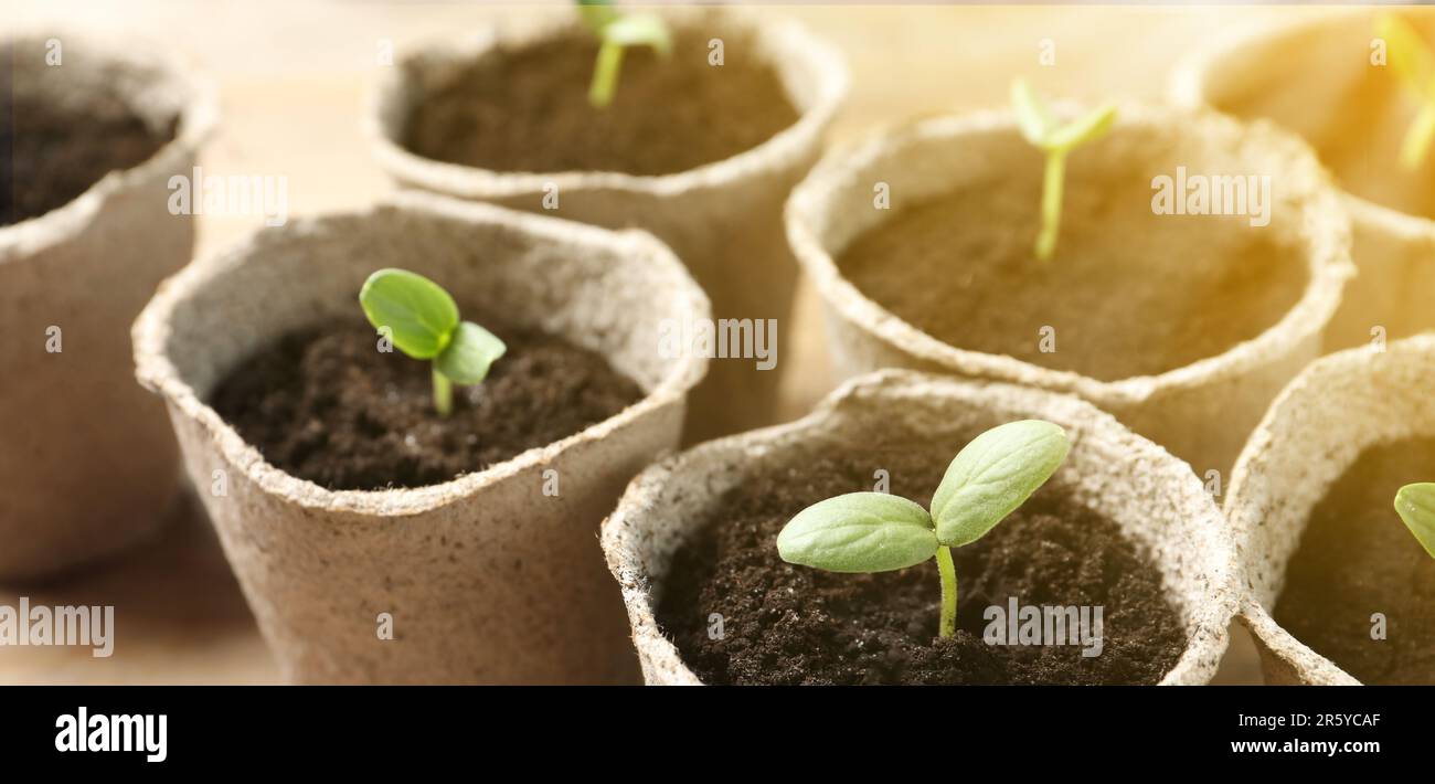 Young seedlings growing in peat pots with soil on table, closeup ...