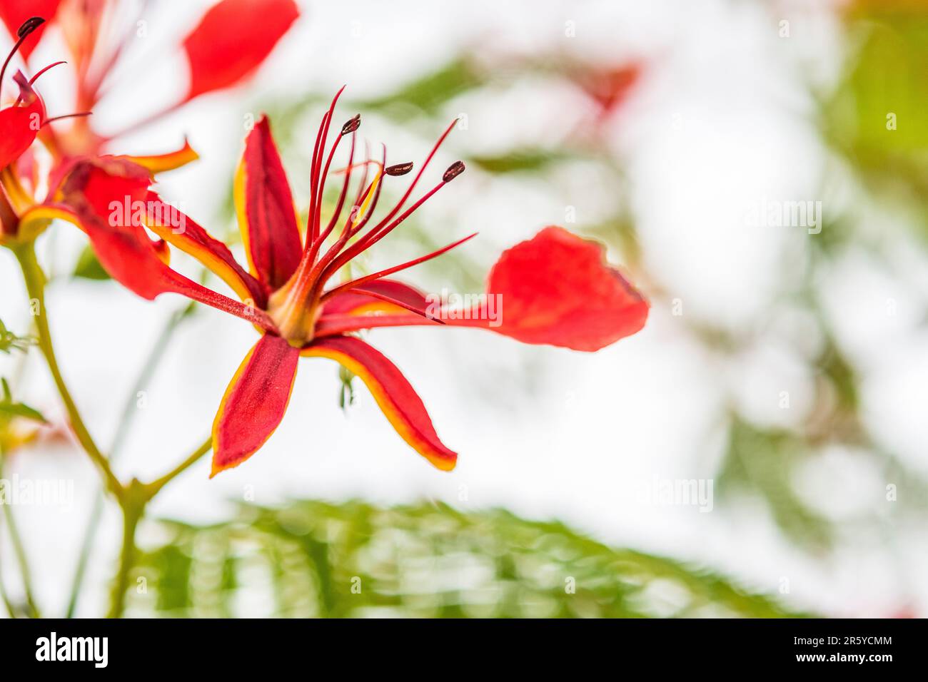 Delonix regia, it is grown as an ornamental tree and in English it is
