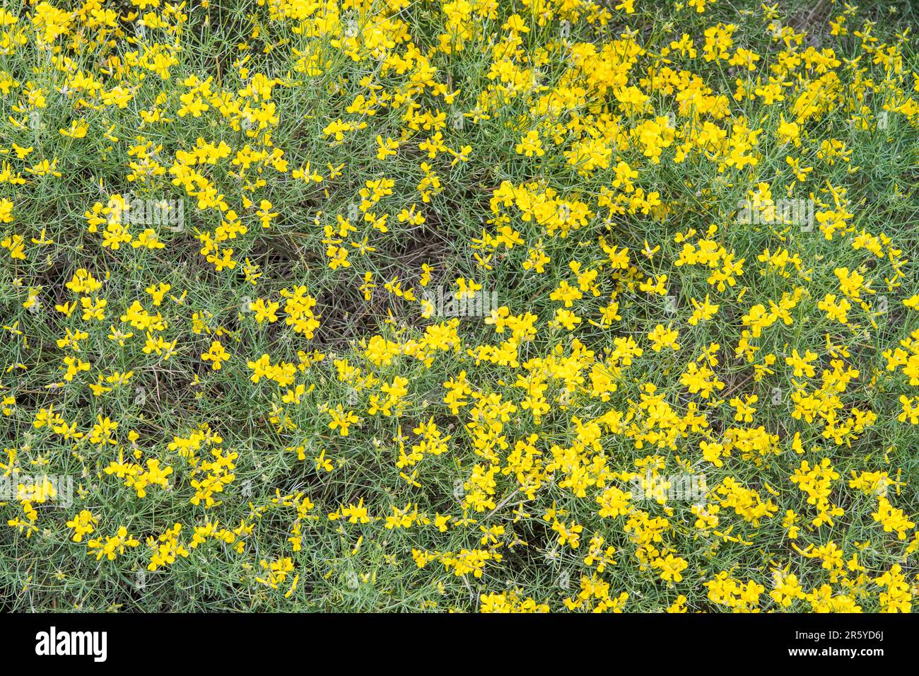 Genista radiata, the Southern Greenweed or Twiggy Broom Stock Photo