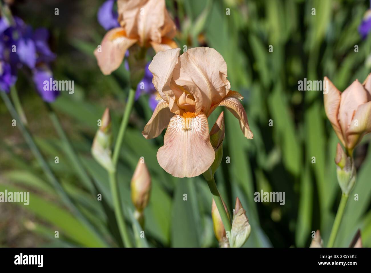 Macro abstract view of peach pink color bearded iris (iris germanica) flowers blooming in a sunny garden, with defocused background Stock Photo