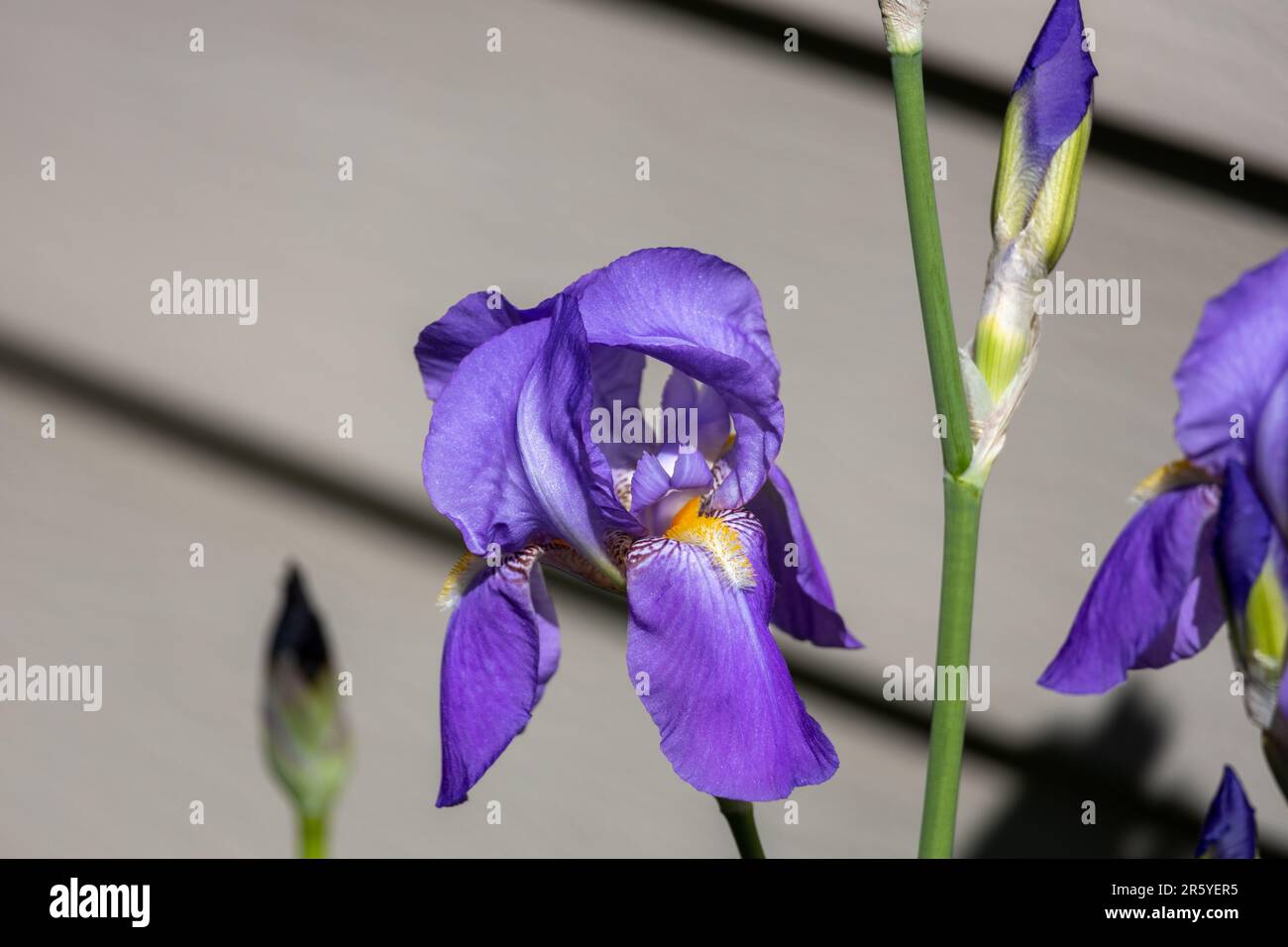 Macro abstract view of lavender blue color bearded iris (iris germanica) flowers blooming in a sunny garden, with defocused background Stock Photo