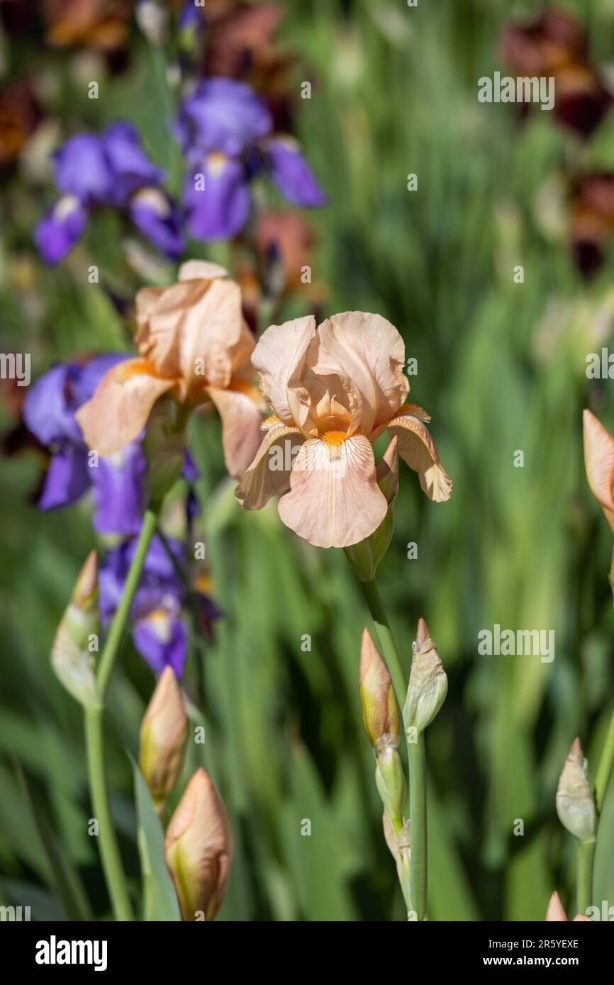 Macro abstract view of peach pink color bearded iris (iris germanica) flowers blooming in a sunny garden, with defocused background Stock Photo