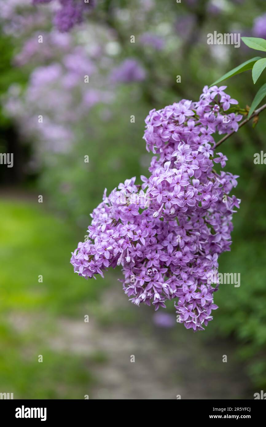 Macro texture background of blooming Chinese lilac (syringa chinensis) flower clusters low angle sunlight Stock Photo