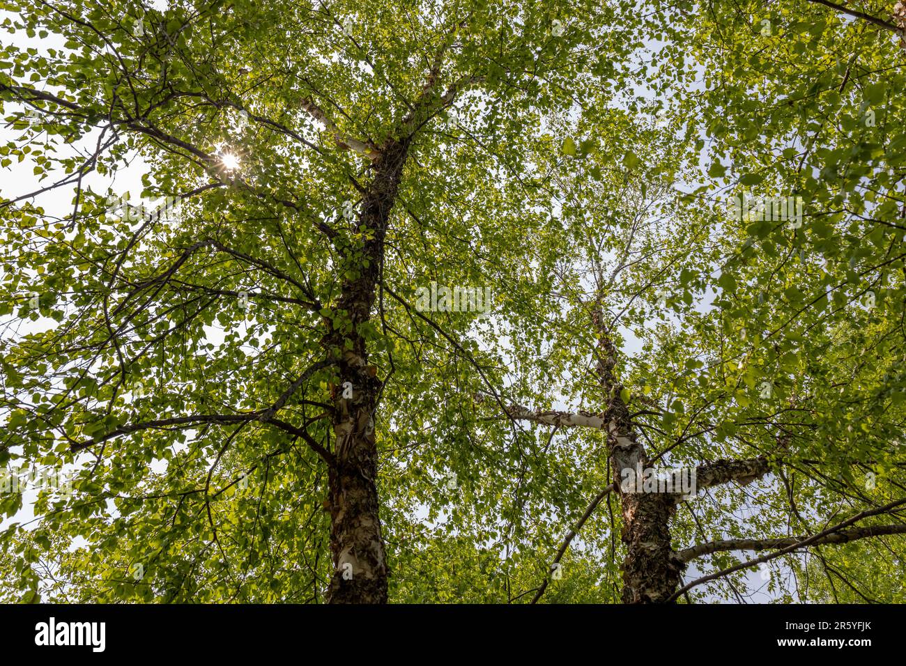 Texture background canopy view underneath the leaves of a river birch (betula nigra) tree Stock Photo