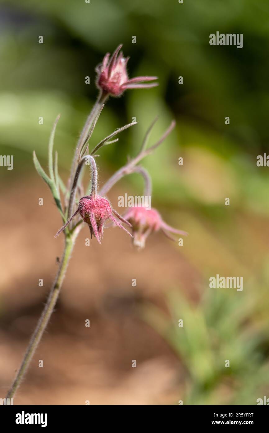 Abstract macro texture background of budding pink color prairie smoke flowers (geum triflorum) with defocused background Stock Photo