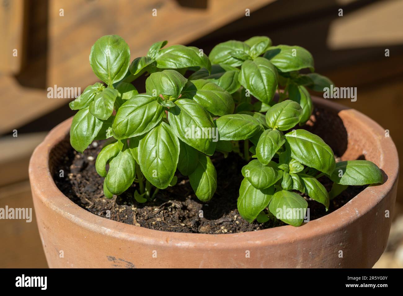 Close up view of a potted sweet basil (ocimum basilicum) herb plant growing in sunlight Stock Photo