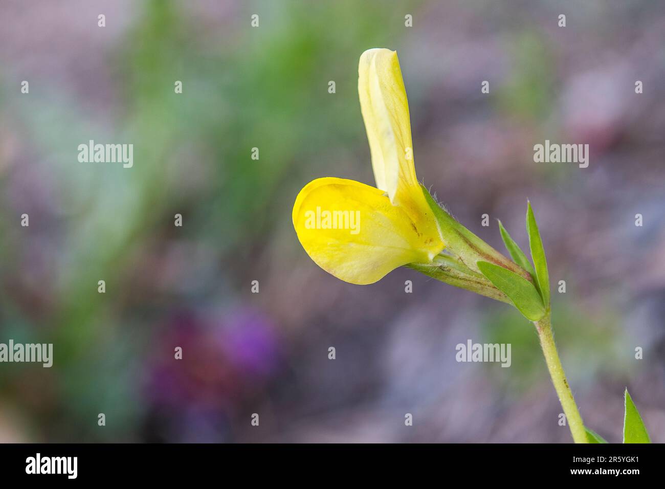 Lotus maritimus is a species of plant in the legume family, native to