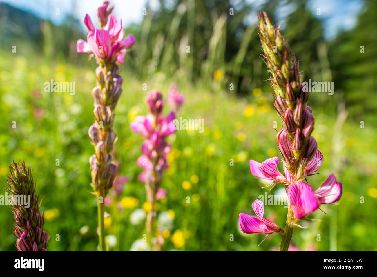 Onobrychis viciifolia, also known as O. sativa or common sainfoin has been an important forage legume in temperate regions. Stock Photo