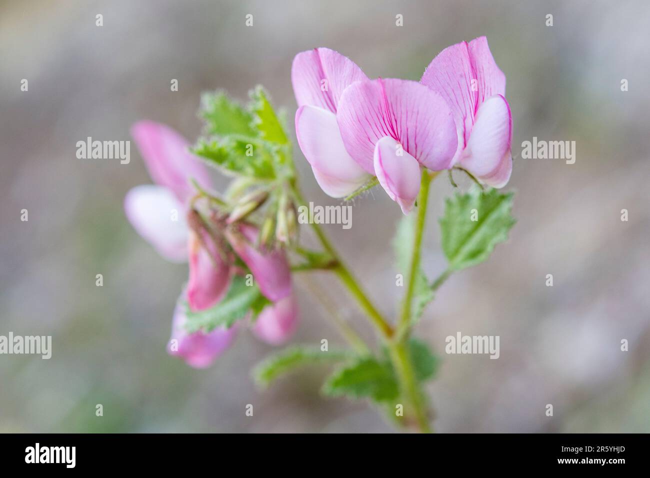 Ononis rotundifolia, commonly known as round-leaved restharrow, is a perennial shrub belonging to the genus Ononis of the family Fabaceae. Stock Photo