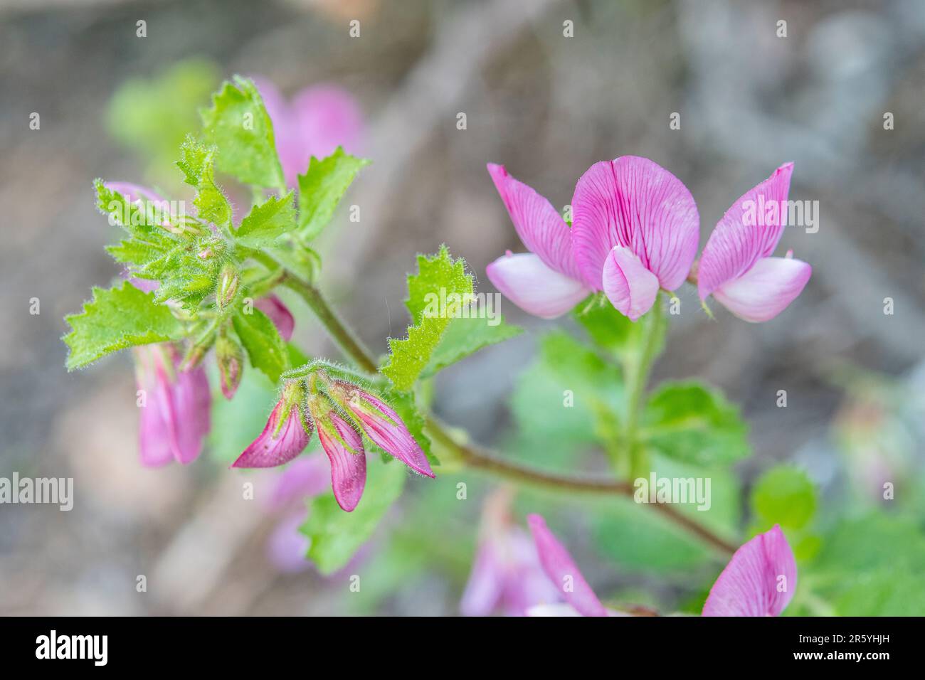 Ononis rotundifolia, commonly known as round-leaved restharrow, is a perennial shrub belonging to the genus Ononis of the family Fabaceae. Stock Photo