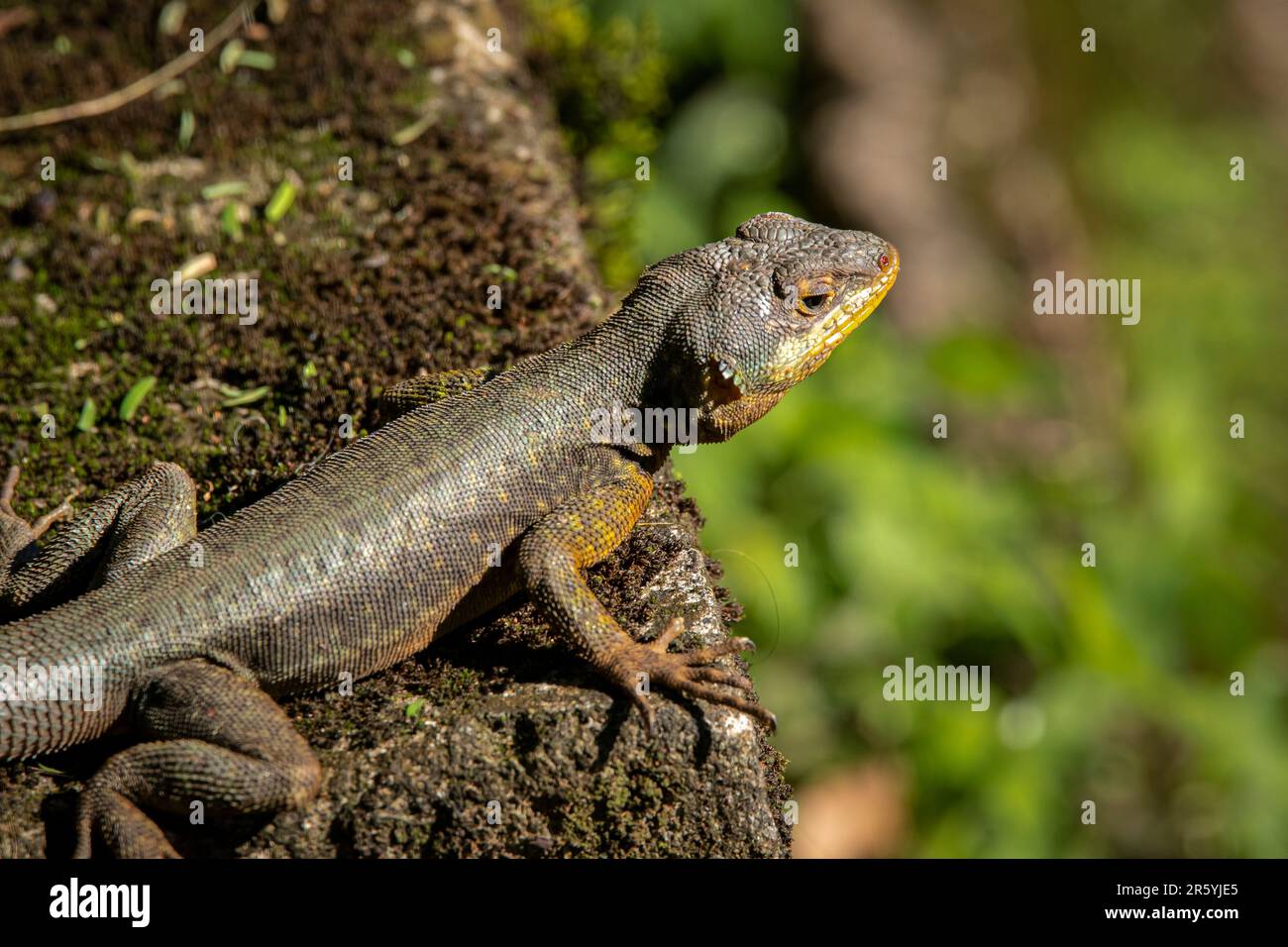 Close-up of a Brazilian Collared Lizard on a rock in sunshine, Iguazu Falls, Argentina Stock Photo