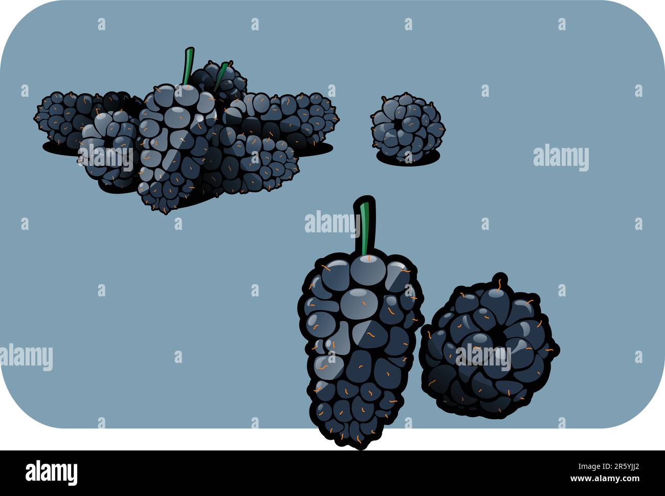 Mulberry Vector Vector color illustration of a mulberry. The vector file is in AI-EPS8 ...