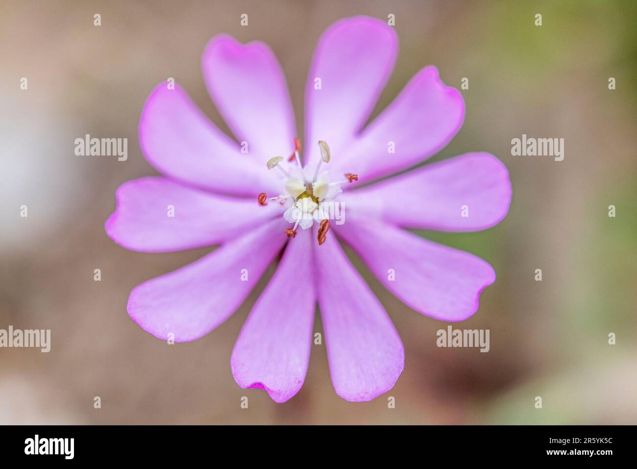 Silene colorata, Mediterranean Catchfly is a species of plant in the family Caryophyllaceae. Stock Photo