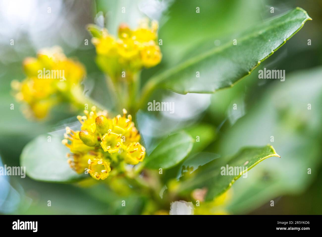 Rhamnus alaternus is a species of flowering plant in the buckthorn family Rhamnaceae, known as Italian buckthorn or Mediterranean buckthorn. Stock Photo