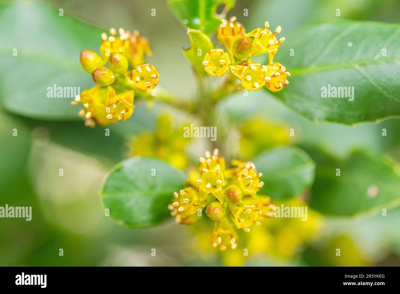 Rhamnus alaternus is a species of flowering plant in the buckthorn family Rhamnaceae, known as Italian buckthorn or Mediterranean buckthorn. Stock Photo
