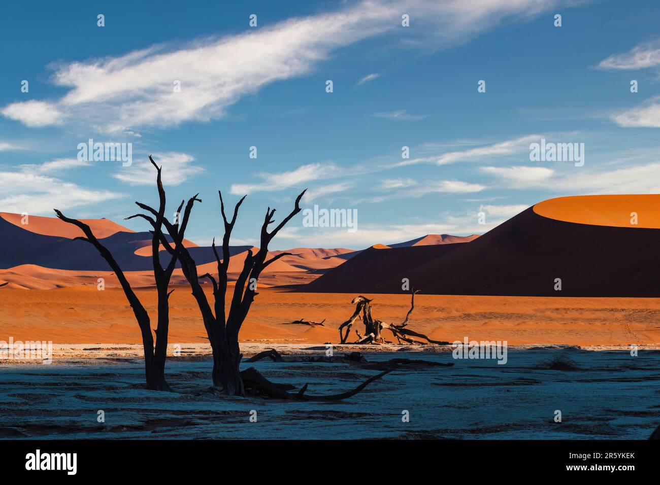 Dead acacia tree in silhouette hi-res stock photography and images - Alamy
