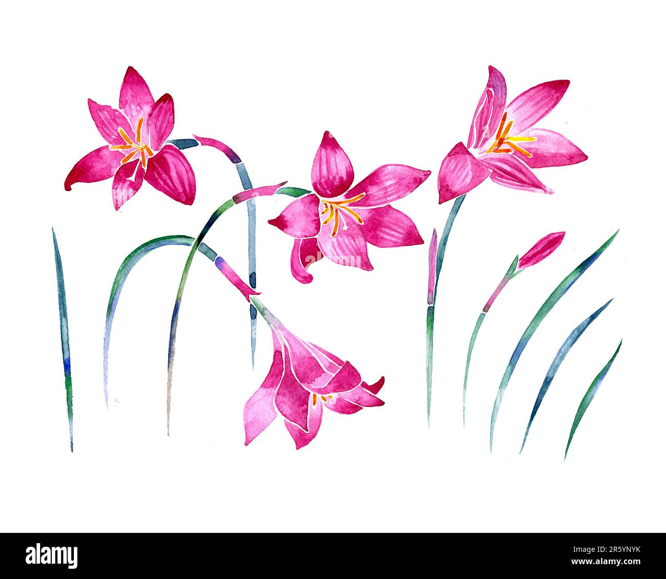 Watercolor Zephyranthes isolated illustration on a white background Stock Photo