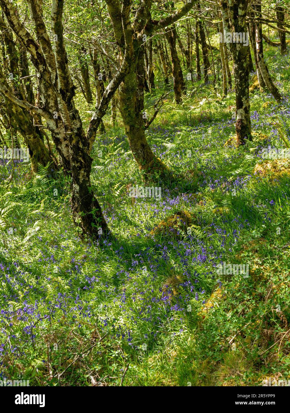 Sunlit silver birch (Betula Pendula) woodland with a carpet of bluebell (Hyacinthoides non-scripta) flowers in spring, Leitir Fura, Skye, Scotland, UK Stock Photo