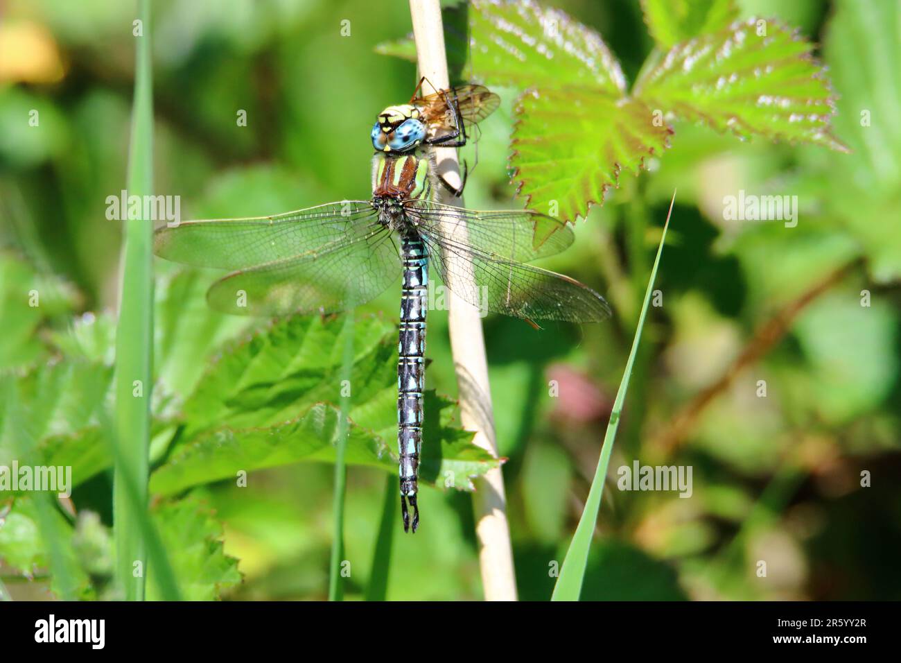 Male hairy dragonfly (Brachytron pratense) feeding Stock Photo