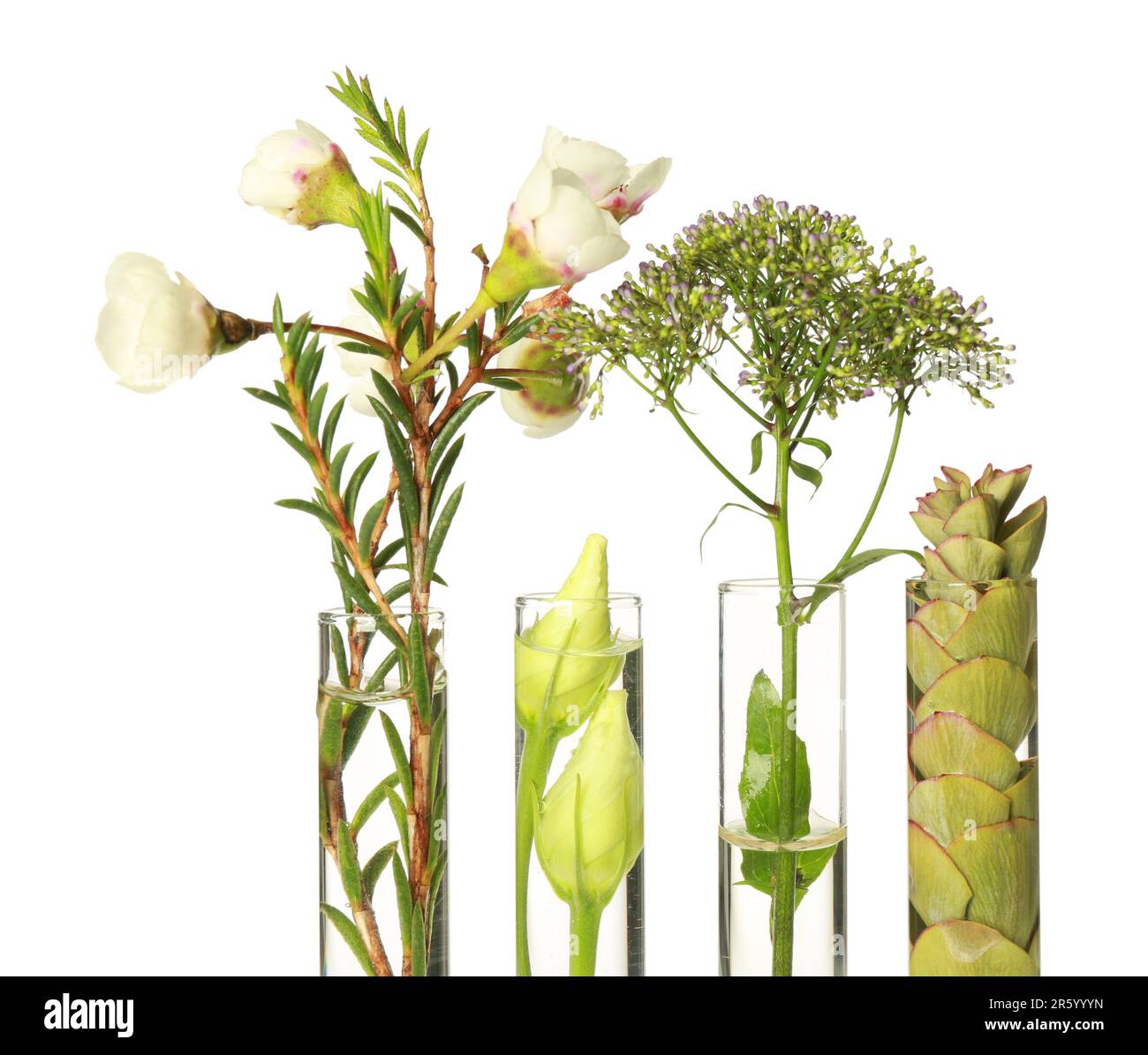 Different plants in test tubes on white background Stock Photo