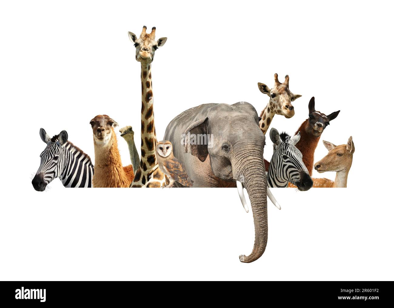 Group of different wild animals standing behind banner on white background, collage Stock Photo