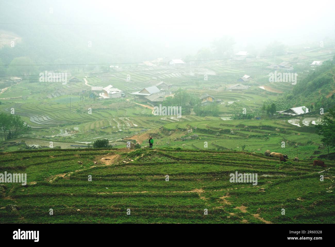 Farmer standing in the middle of green terraced rice fields overlooking a village covered in mist, Sapa, Vietnam Stock Photo