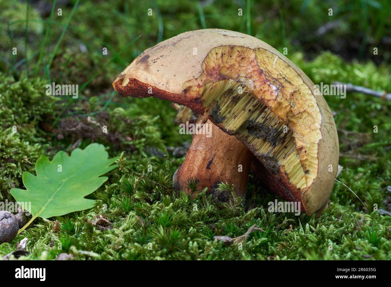 Edible mushroom Neoboletus luridiformis in the moss. Known as ...