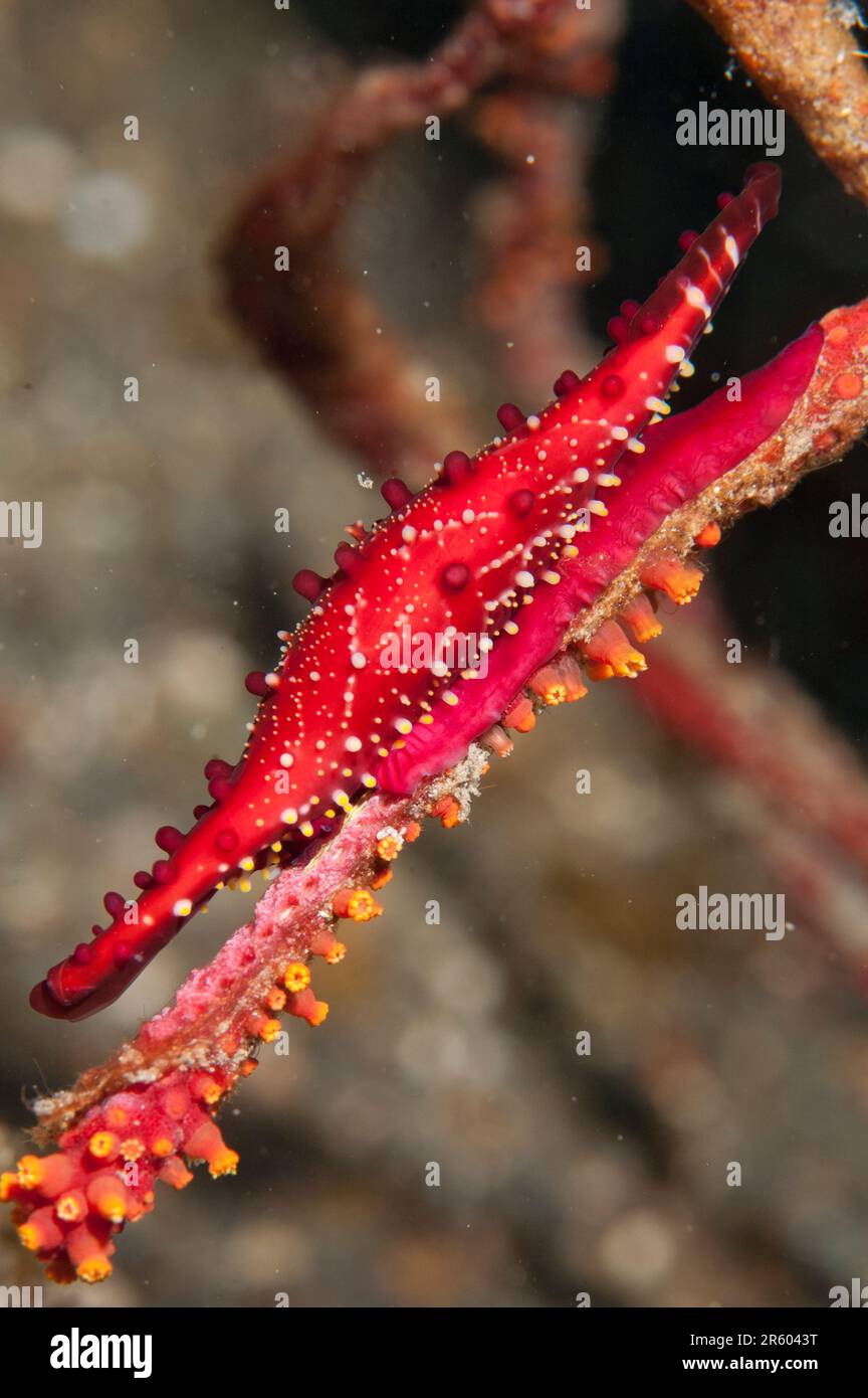 Rosy Spindle Snail, Phenacovolva rosea, on coral, Hairball dive site, Lembeh Straits, Sulawesi, Indonesia Stock Photo