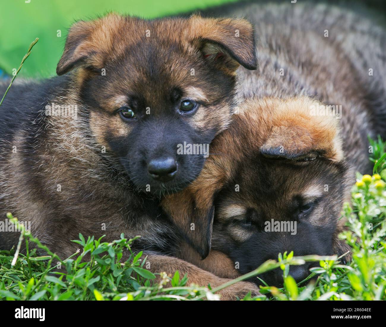 Dogs, here German shepherds at a dog breeder Stock Photo Alamy