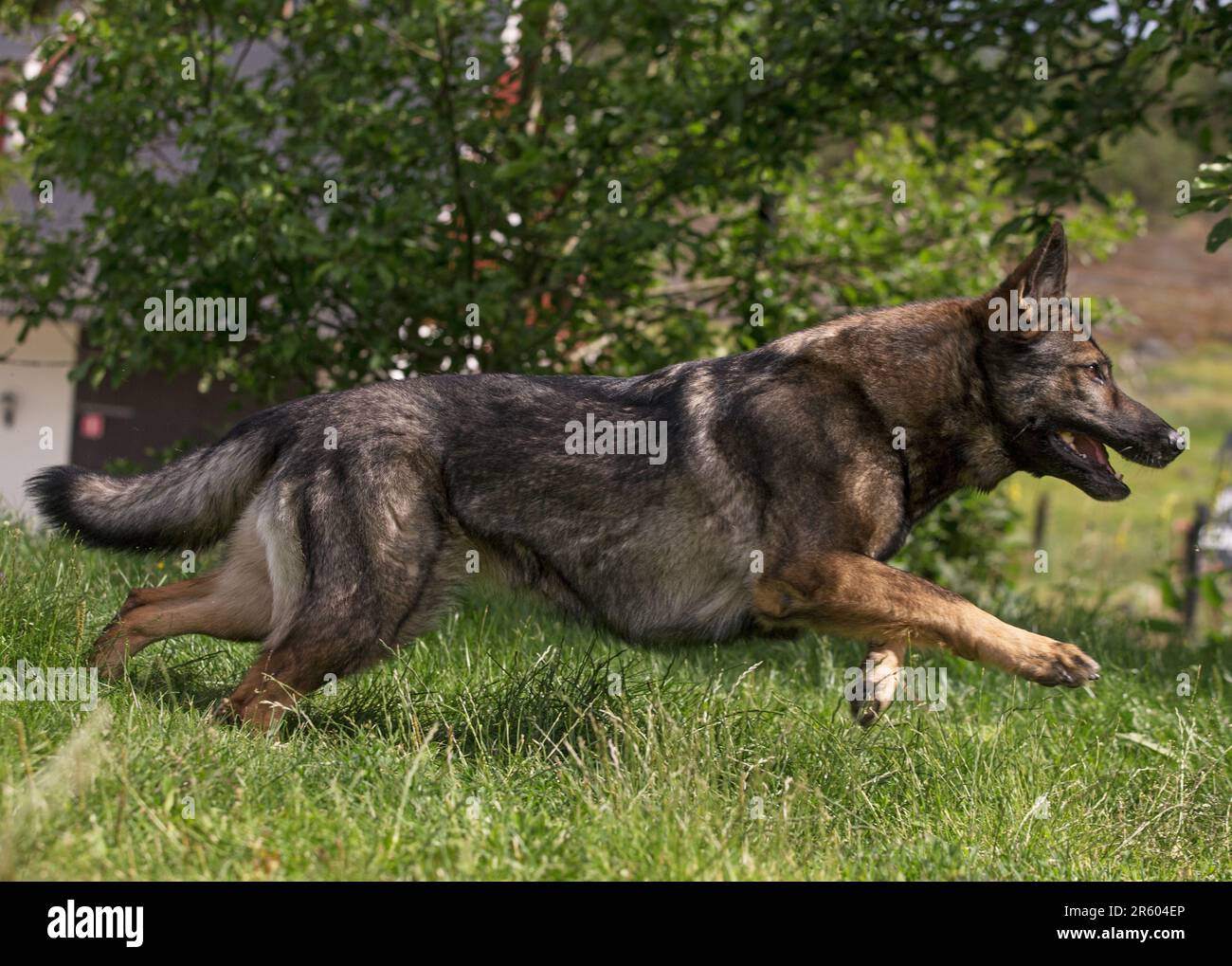 Dogs, here German shepherds at a dog breeder Stock Photo Alamy