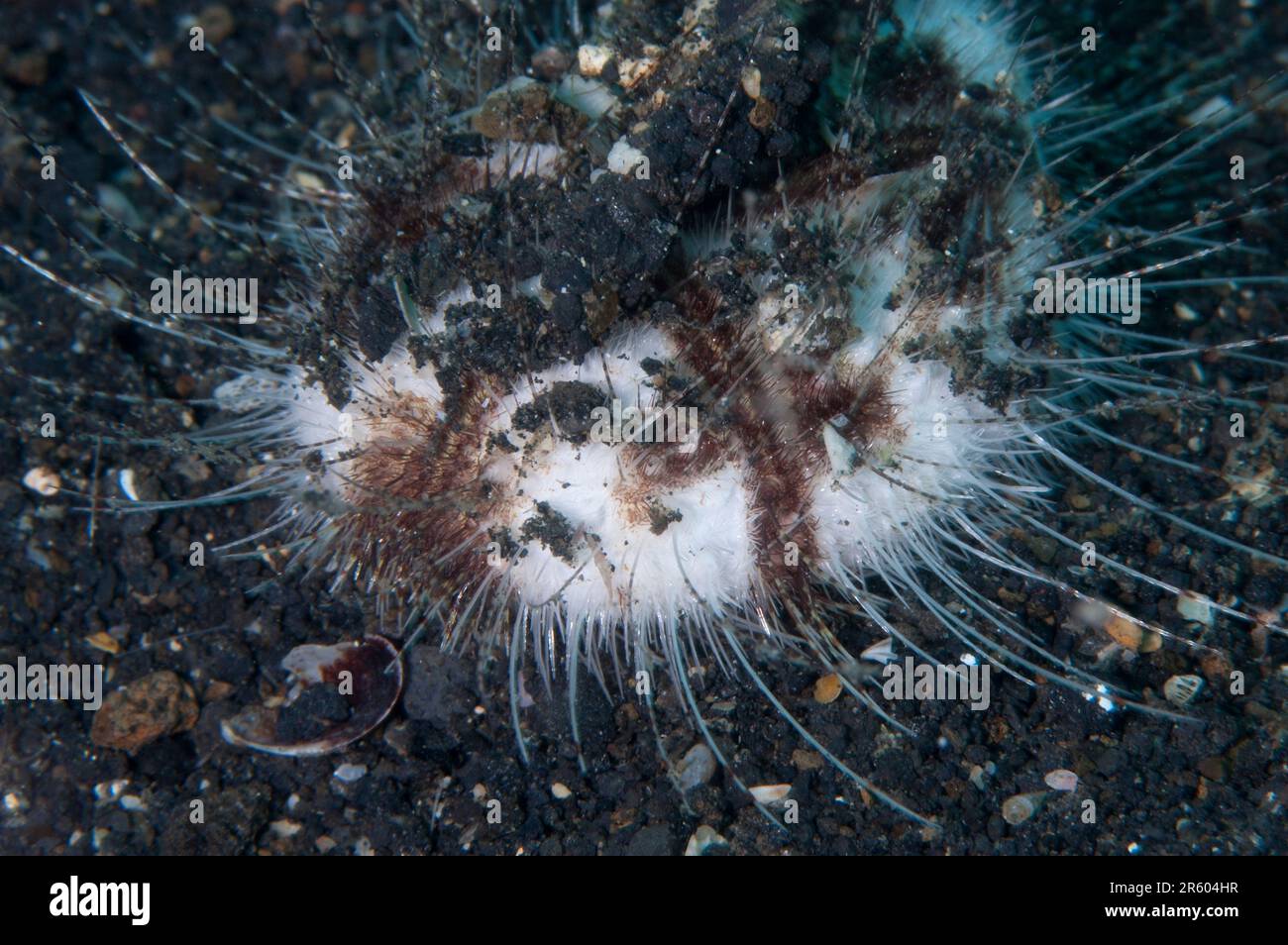 Hearth Heart Urchin, Maretia planulata, on sand, Hairball dive site, Lembeh Straits, Sulawesi, Indonesia Stock Photo