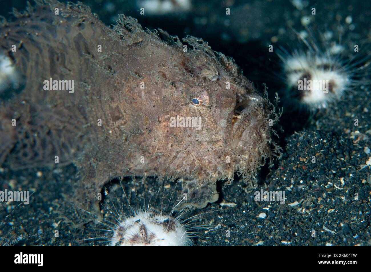 Striped Frogfish, Antennarius striatus, with Hearth Heart Urchins, Maretia planulata, on sand, Hairball dive site, Lembeh Straits, Sulawesi, Indonesia Stock Photo