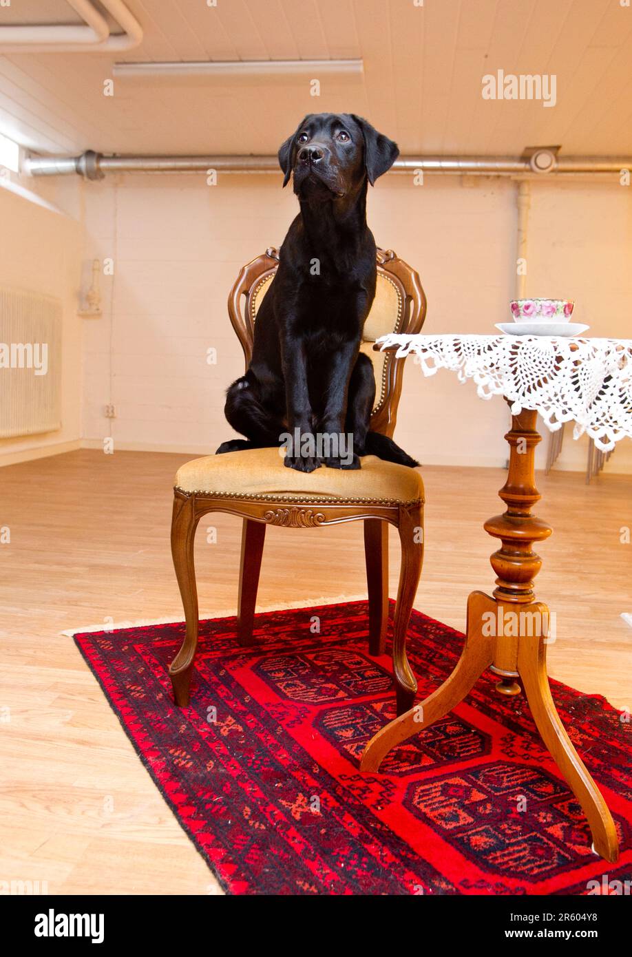 Dog on a chair Stock Photo - Alamy