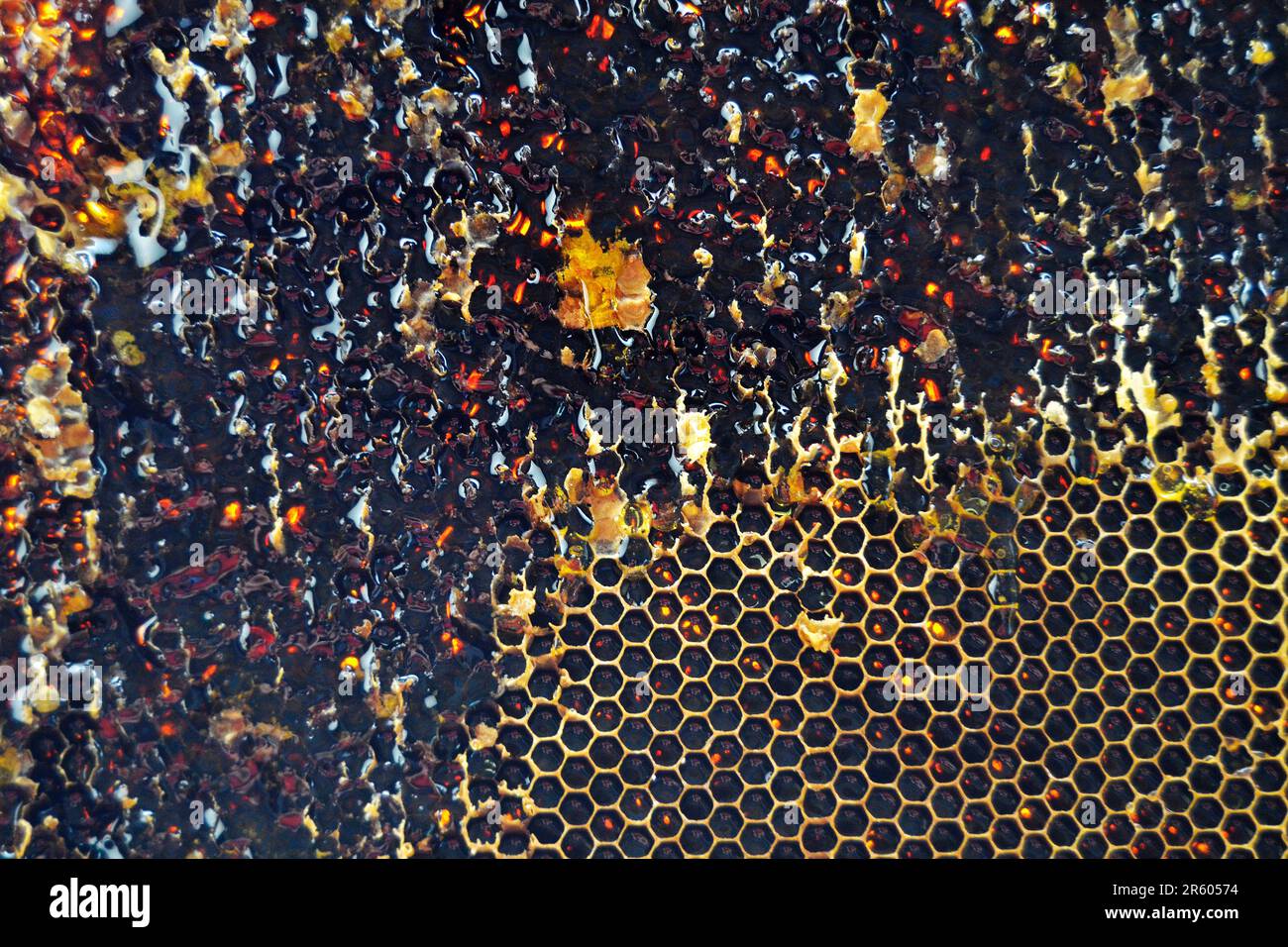 Drop of bee honey drip from hexagonal honeycombs filled with golden ...