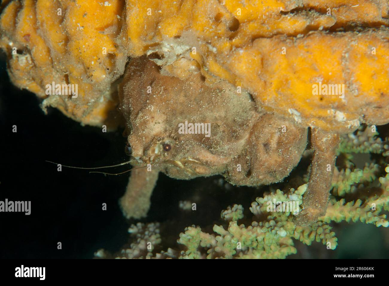 De Haan's Sponge Crab, Lauridromia dehaani, with Sponge, Porifera Phylum, on back on coral, night dive, Raja Ampat, West Papua, Indonesia Stock Photo