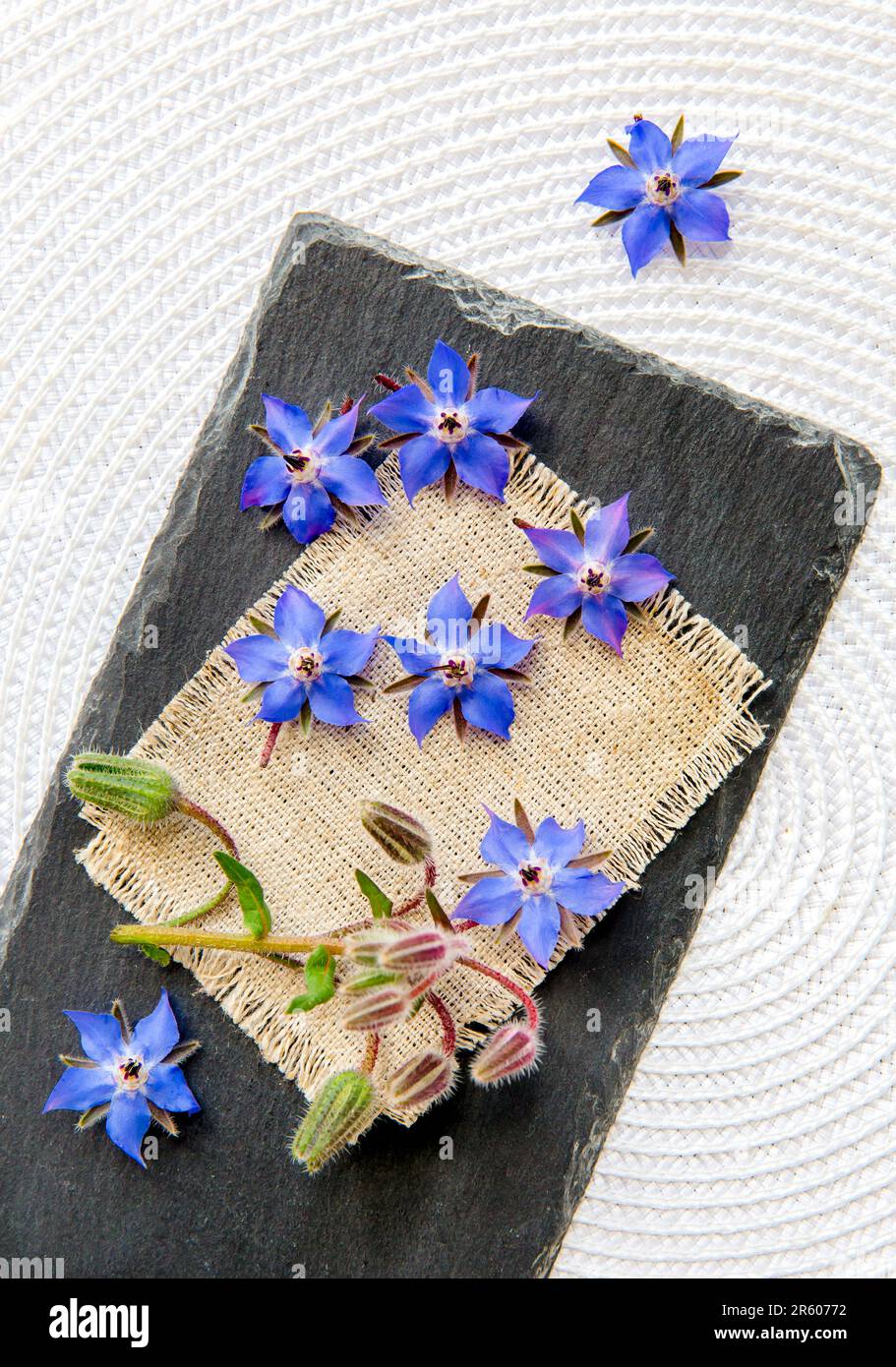 Beautiful dark blue edible flower Borago officinalis (Borago or borage ...