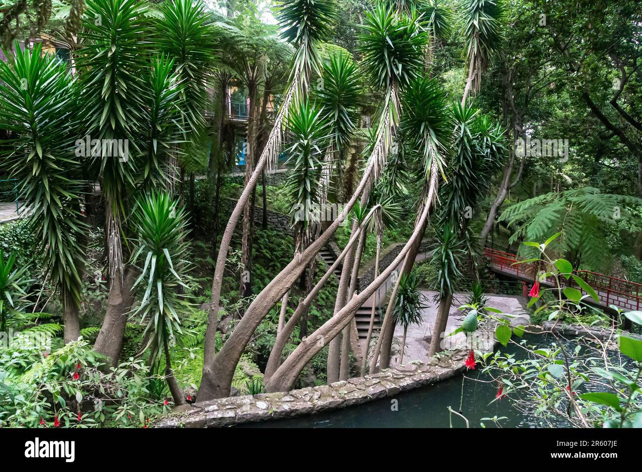 FUNCHAL, PORTUGAL - AUGUST 24, 2021: This is a view from one of the alleys to the abundance of plants in Monte Tropical Park. Stock Photo