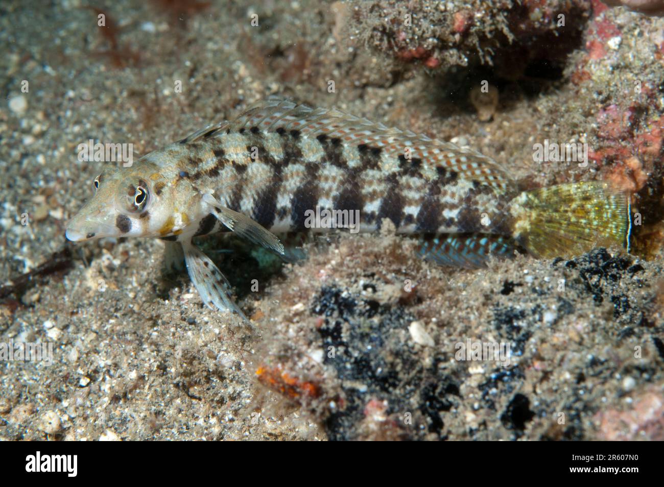 Sharpnose Sandperch, Parapercis cylindrica, on sand, Nudi Falls dive site dive site, Lembeh Straits, Sulawesi, Indonesia Stock Photo